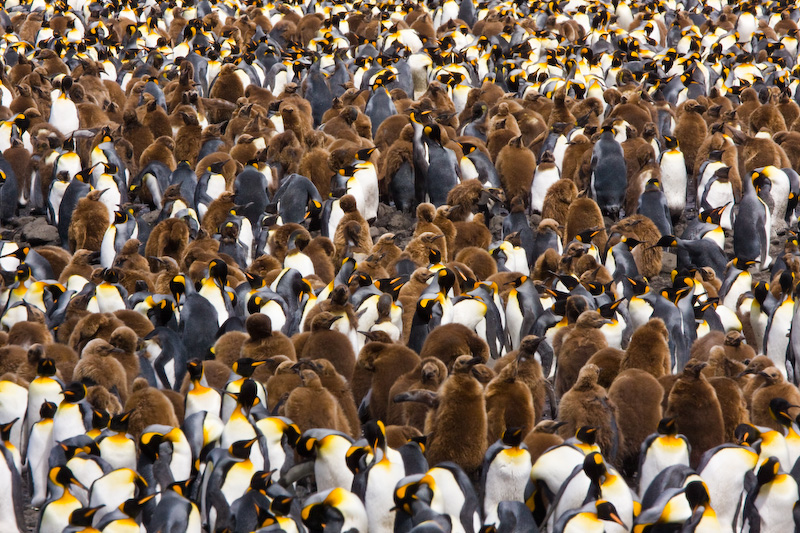 King Penguin Colony